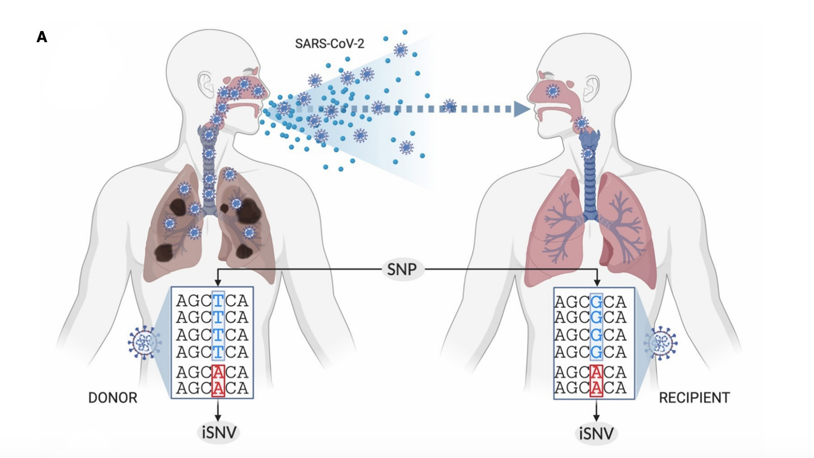Treangen Lab awarded CDC grant for real-time SARS-CoV-2 variant tracking