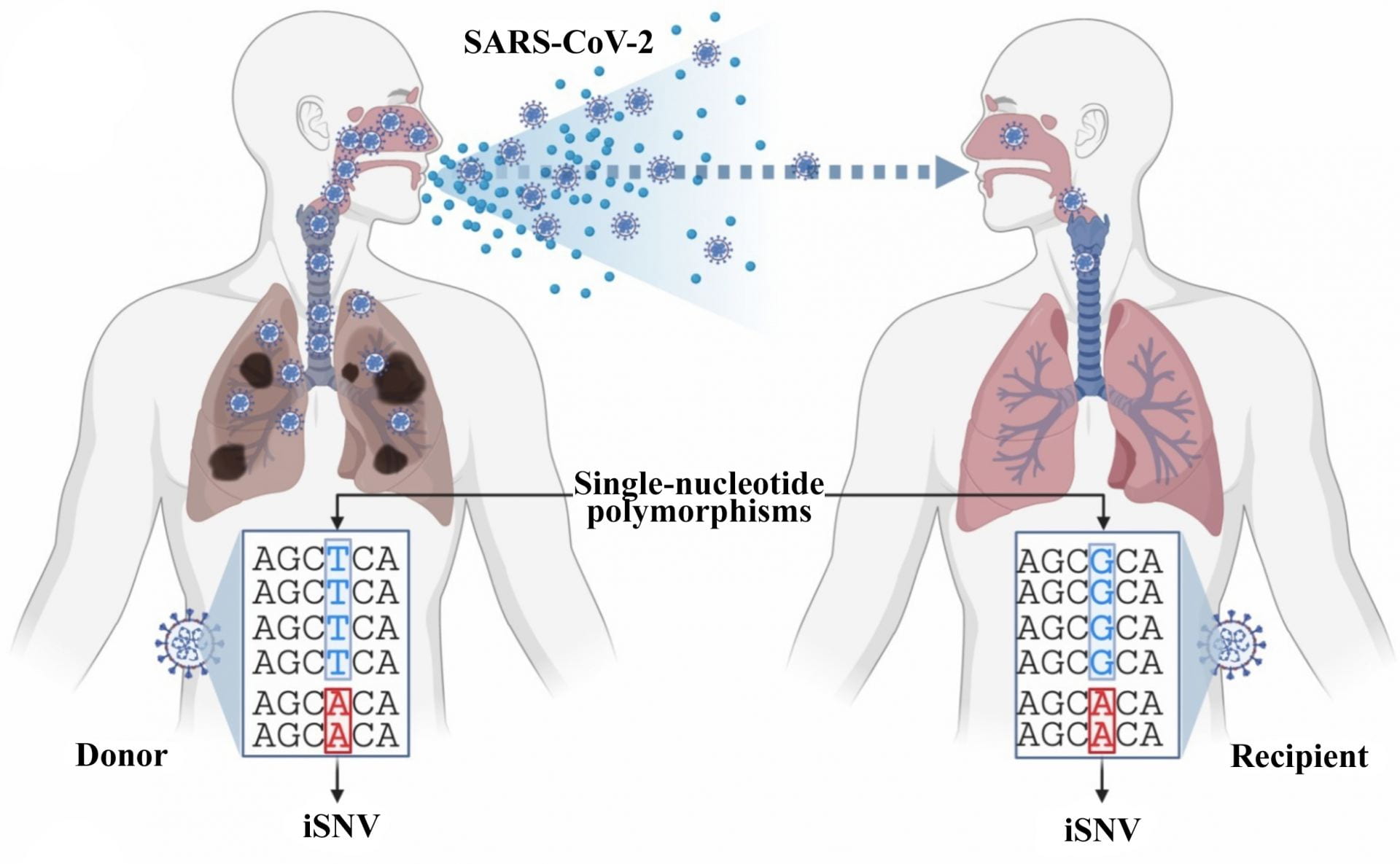 COVID-19 variants can’t hide from Variabel