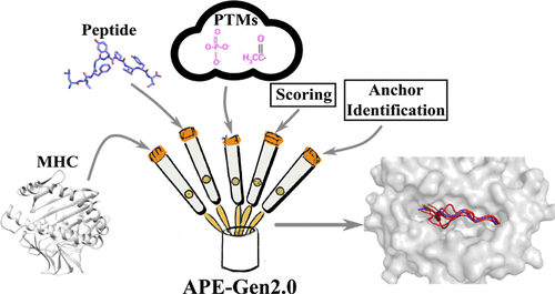 Modeling tool APE-Gen2.0 expands peptide-MHC modeling repertoire to aid in targeted therapy development