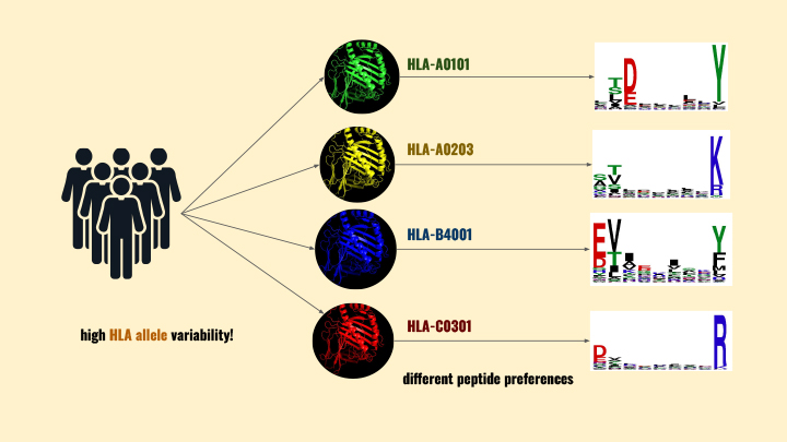 “Some people refer to peptides - small pieces of proteins found in our cells - as the ID cards of the cell,” said Anja Conev. The Rice University Computer Science Ph.D. student is the lead author of a paper that describes a novel method for predicting how peptides bind to critical molecules involved in the development of customized immunotherapies for cancer and other diseases.  “Deep within the cell, the peptides bind to Human Leukocyte Antigen molecules. These HLA molecules are incredibly diverse, so the peptides bind to them in a variety of ways. Then the HLAs transport the peptides to the cell membrane where they broadcast the cell’s identity or contents. When cells of the immune system (T cells) scan the ID card (peptide), they immediately know if that cell is functioning as usual or if it contains something dangerous, like a virus. If a peptide-HLA molecule (pHLA) indicates danger, the contaminated cell is eliminated by the T cells,” said Conev.  Mauricio Menegatti Rigo, a Rice postdoctoral research associate and one of the co-authors of the paper, said if the HLA does not broadcast the cell’s hazardous peptide contents, an important part of the body’s immune system response is not triggered. The variety of reasons why a threat goes undetected prompted scientists to learn more about how the peptides actually bind to HLA molecules.  “Ideally, researchers will learn to predict peptide HLA binding and thus stop threats earlier in the process,” said Rigo. “But, what if the pHLA research could also improve treatment for the patients who are already suffering?”  Wet lab scientists can already identify a patient’s unique HLA repertoire and customize immunotherapies. One example of such immunotherapy is a personalized cancer ‘peptide vaccine’ - developed to match patient’s specific HLA repertoire - which increases the likelihood of peptide-HLA binding leading to an immune response.   “One of the complexities immunologists face is that each person has a very diverse set of HLA molecules that transport these peptides