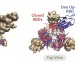 Omicron mutations may help SARS-CoV-2 evade antibodies